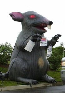 This file photo by the Associated Press shows a large, inflated rat used at a N.J. union protest in 2001.